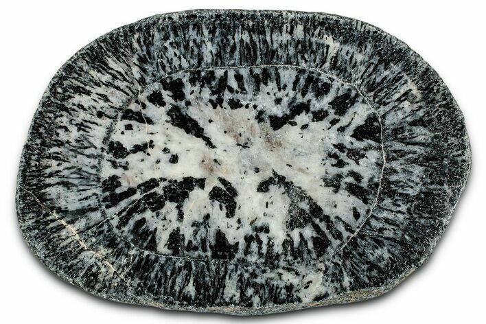 Polished Orbicular Granite Section - Western Australia #353172